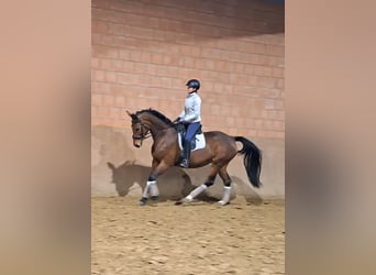 Koń westfalski, Klacz, 14 lat, 165 cm, Gniada