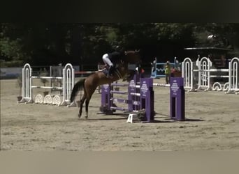 Koń westfalski, Klacz, 14 lat, 165 cm, Gniada