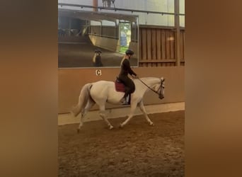 Koń westfalski, Klacz, 14 lat, 165 cm, Siwa