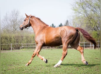 Koń westfalski, Klacz, 14 lat, 168 cm, Kasztanowata