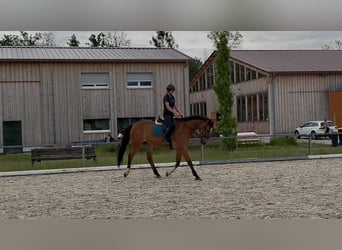 Koń westfalski, Klacz, 14 lat, 170 cm, Gniada