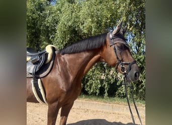 Koń westfalski, Klacz, 14 lat, 174 cm, Ciemnokasztanowata