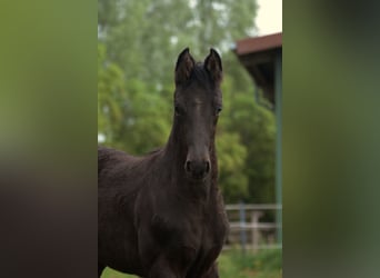 Koń westfalski, Klacz, 14 lat, 175 cm, Kara