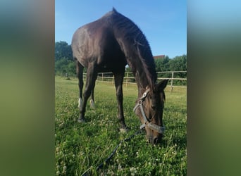 Koń westfalski, Klacz, 15 lat, 160 cm, Ciemnogniada