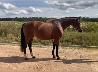 Koń westfalski, Klacz, 15 lat, 160 cm, Gniada