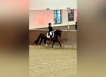Koń westfalski, Klacz, 15 lat, 162 cm, Ciemnokasztanowata