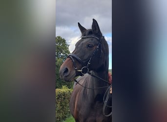 Koń westfalski, Klacz, 15 lat, 163 cm, Ciemnogniada
