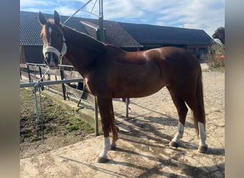 Koń westfalski, Klacz, 15 lat, 172 cm, Ciemnokasztanowata