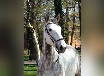 Koń westfalski, Klacz, 15 lat, 173 cm, Siwa w hreczce