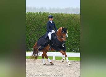 Koń westfalski, Klacz, 16 lat, 163 cm