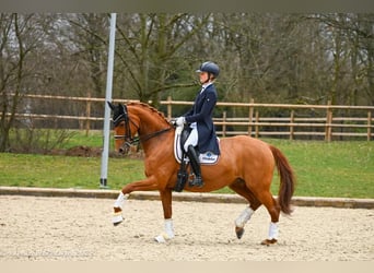 Koń westfalski, Klacz, 16 lat, 163 cm