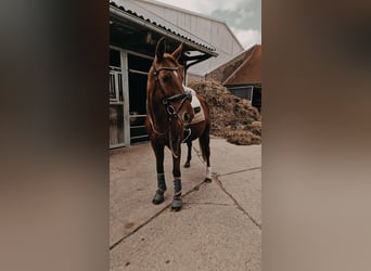 Koń westfalski, Klacz, 16 lat, 165 cm, Kasztanowata