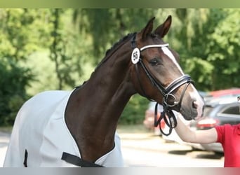 Koń westfalski, Klacz, 16 lat, 166 cm, Ciemnokasztanowata