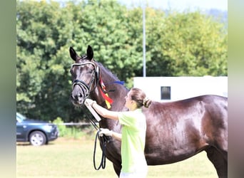 Koń westfalski, Klacz, 16 lat, 166 cm, Ciemnokasztanowata