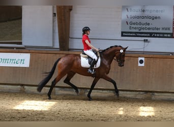 Koń westfalski, Klacz, 16 lat, 166 cm, Ciemnokasztanowata