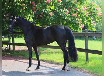 Koń westfalski, Klacz, 16 lat, 166 cm, Ciemnokasztanowata