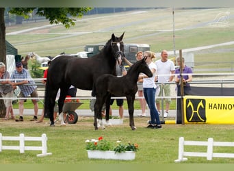 Koń westfalski, Klacz, 16 lat, 166 cm, Ciemnokasztanowata