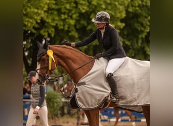 Koń westfalski, Klacz, 16 lat, 167 cm, Kasztanowata