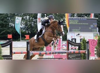 Koń westfalski, Klacz, 16 lat, 167 cm, Kasztanowata