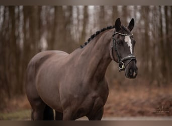 Koń westfalski, Klacz, 16 lat, 168 cm, Kara