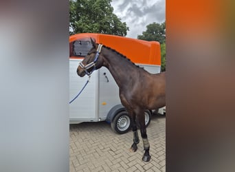 Koń westfalski, Klacz, 16 lat, 175 cm, Ciemnogniada