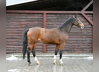 Koń westfalski, Klacz, 16 lat, Gniada
