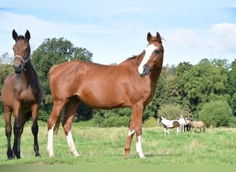 Koń westfalski, Klacz, 17 lat, 155 cm, Kasztanowata