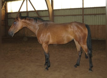Koń westfalski, Klacz, 17 lat, 163 cm, Gniada