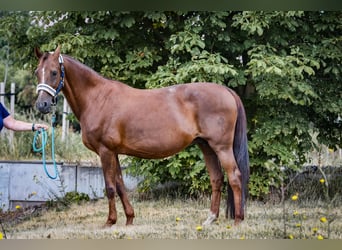 Koń westfalski, Klacz, 17 lat, 164 cm, Kasztanowata