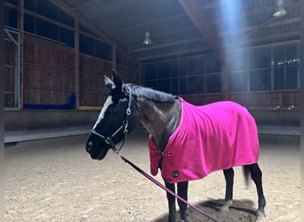 Koń westfalski, Klacz, 17 lat, 165 cm, Kara