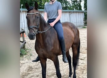 Koń westfalski, Klacz, 17 lat, 166 cm, Ciemnogniada