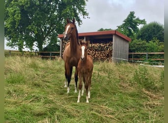 Koń westfalski, Klacz, 17 lat, 168 cm, Gniada