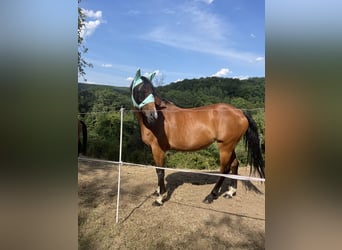 Koń westfalski, Klacz, 17 lat, 168 cm, Jasnogniada