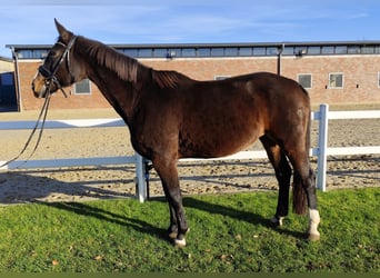 Koń westfalski, Klacz, 17 lat, 173 cm, Ciemnogniada