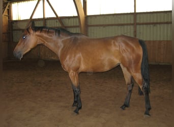 Koń westfalski, Klacz, 18 lat, 163 cm, Gniada