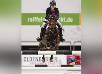 Koń westfalski, Klacz, 18 lat, 165 cm