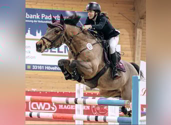 Koń westfalski, Klacz, 18 lat, 165 cm