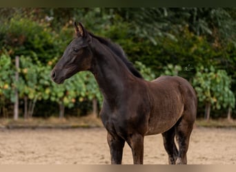 Koń westfalski, Klacz, 18 lat, 169 cm, Kasztanowata