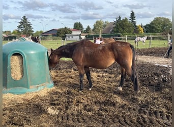 Koń westfalski, Klacz, 18 lat, 170 cm, Ciemnogniada