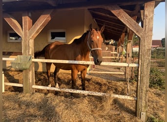 Koń westfalski, Klacz, 18 lat, 170 cm, Ciemnogniada