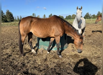 Koń westfalski, Klacz, 18 lat, 170 cm, Ciemnogniada