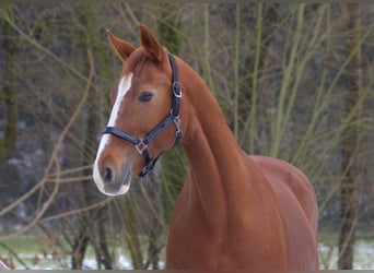 Koń westfalski, Klacz, 19 lat, 160 cm, Kasztanowata