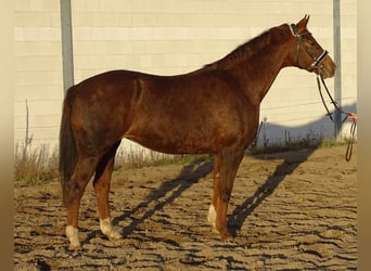 Koń westfalski, Klacz, 19 lat, 168 cm, Ciemnokasztanowata