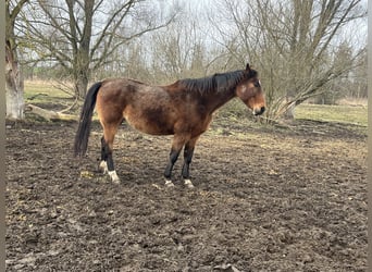 Koń westfalski, Klacz, 19 lat, 170 cm, Ciemnogniada