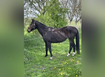 Koń westfalski, Klacz, 19 lat, 170 cm, Gniada