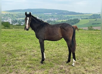 Koń westfalski, Klacz, 1 Rok, 173 cm, Ciemnogniada