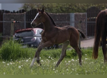 Koń westfalski, Klacz, 1 Rok, 173 cm, Ciemnogniada