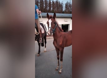 Koń westfalski, Klacz, 1 Rok, Ciemnokasztanowata