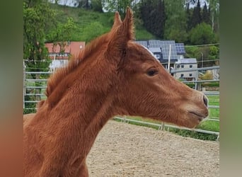 Koń westfalski, Klacz, 1 Rok, Ciemnokasztanowata