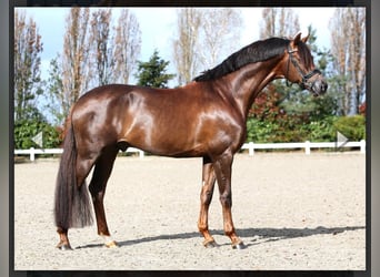 Koń westfalski, Klacz, 1 Rok, Ciemnokasztanowata